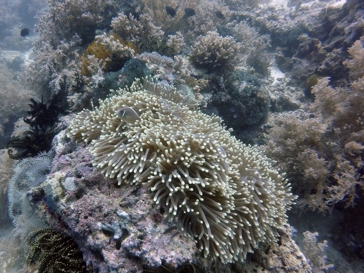 g0120715_b_halsband-anemonenfisch